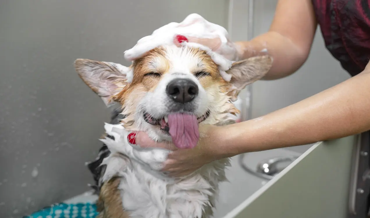 Hund wird bei einem Hundefriseur gepflegt