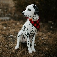 Dalmatian