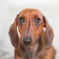 Dachshund