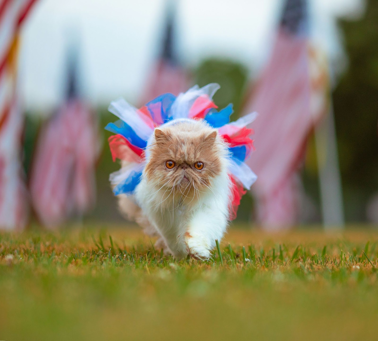 Un chat moelleux marchant dehors et portant un tutu rouge, blanc et bleu avec des drapeaux américains en arrière-plan.